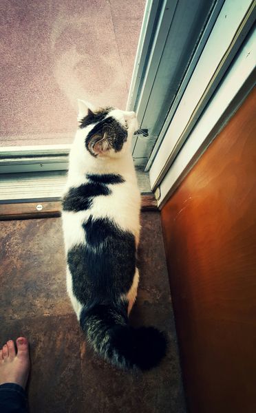 image of Olivia the White Farm Cat standing at the back door, looking up at the handle