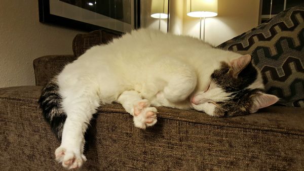 image of Olivia the White Farm Cat sleeping on the arm of the couch, with her back toes all splayed out, mid-stretch