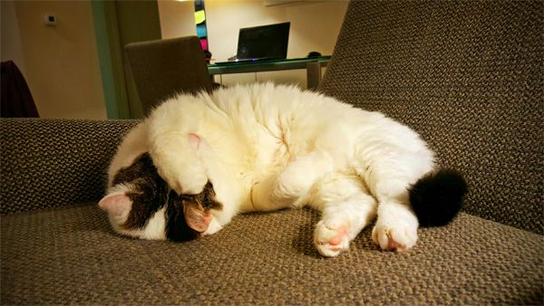image of Olivia the White Farm Cat sleeping on an armchair, her paw over her face