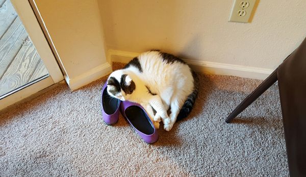 image of Olivia the White Farm Cat sitting on the floor, resting against my purple Doc Martens