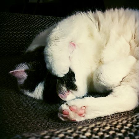 image of Olivia the White Farm Cat curled up in a chair with her paw over her face and her little pink nose peeking out
