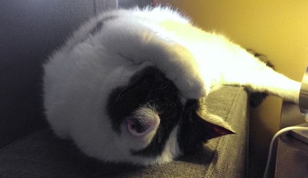 image of Olivia the White Farm Cat asleep on the arm of the couch with her paw on her head