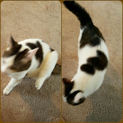 two images of Olivia the White Farm Cat, just a blur of motion