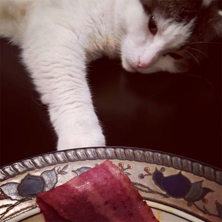 image of Olivia the White Farm Cat reaching out toward my plate, with a piece of bacon on it