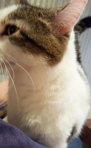 image of Olivia the White Farm Cat standing on me, a blur of movement as she looks away from the camera