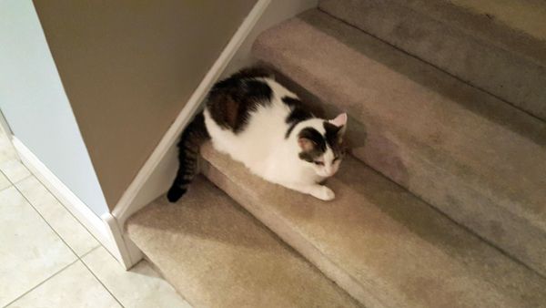 image of Olivia the White Farm Cat sitting on the stairs, not looking at me