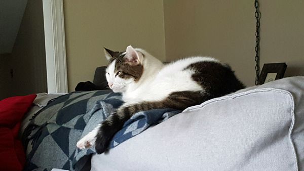image of Olivia the White Farm Cat sitting on the back of the couch