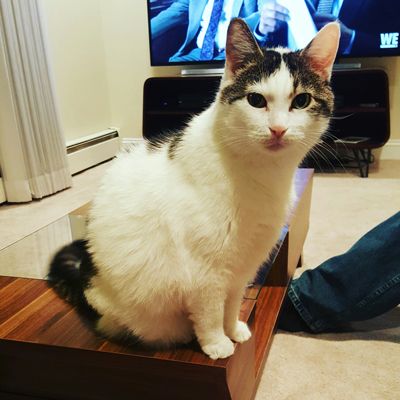 image of Olivia the White Farm Cat sitting on the coffee table, trying to look innocent
