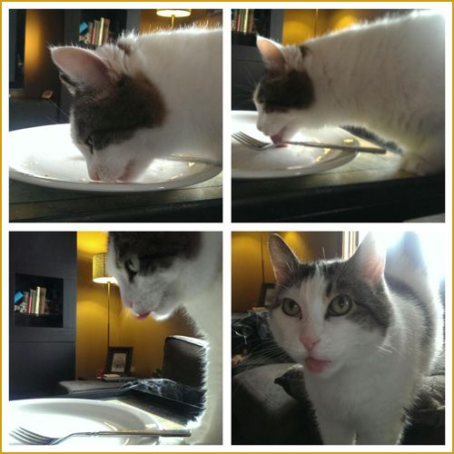 series of four images of Olivia licking my plate clean, then licking her lips, then standing on my lap, looking at me while licking her lips some more