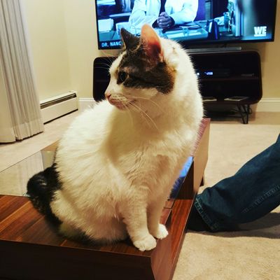 image of Olivia the White Farm Cat sitting on the coffee table, looking around the room