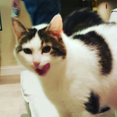 image of Olivia the White Farm Cat standing on the couch, licking her lips