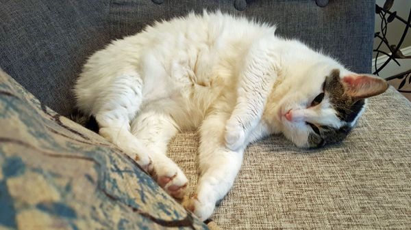 image of Olivia the White Farm Cat just waking up from a nap, curled up in a chair