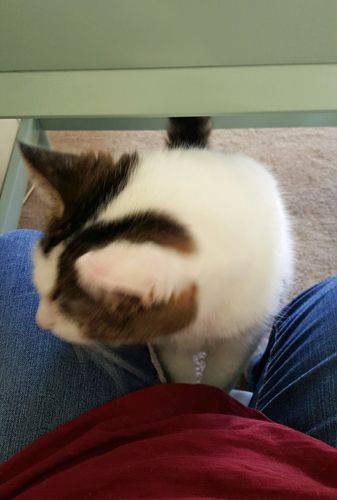 image of Olivia the White Farm Cat crawling up onto my lap from beneath my desk, a blur of motion