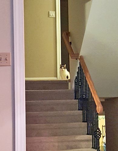 image of Olivia the White Farm Cat sitting at the top of the stairs, looking down at me