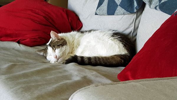 image of Olivia the White Farm Cat curled up on the couch, fast asleep