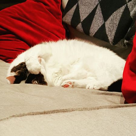image of Olivia the White Farm Cat curled up on the couch with her paw over her eyes