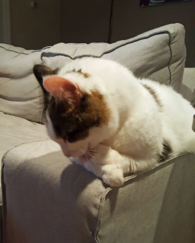 image of Olivia the White Farm Cat sitting on the arm of the couch, cleaning her paws
