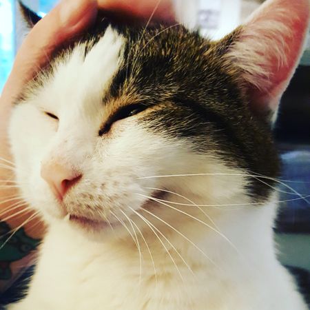 image of Olivia the White Farm Cat sitting on me while I scratch her ear and she makes a contented face
