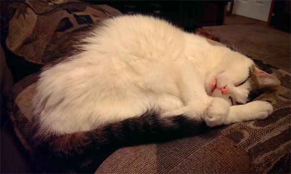 image of Olivia the White Farm Cat curled up asleep on a pillow, her little pink mouth just slightly open
