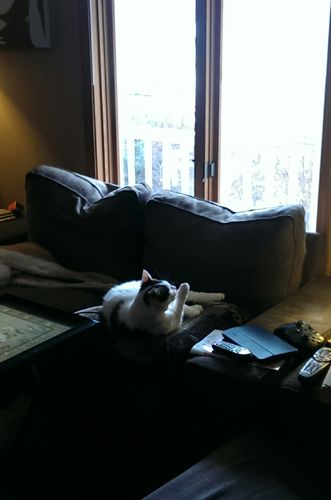 image of Olivia the White Farm Cat, sitting on a pillow on the loveseat in front of the window, licking her paw