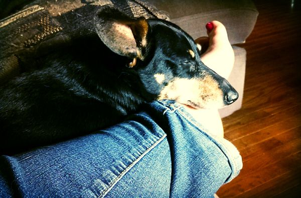 image of Lottie the Black and Tan Dachshund napping on my legs