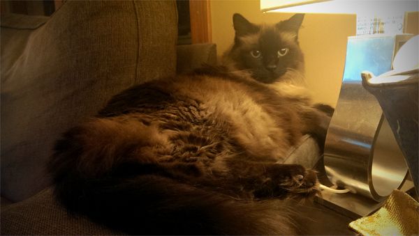 image of Matilda the Fuzzy Seal-Point Cat lying next a lamp