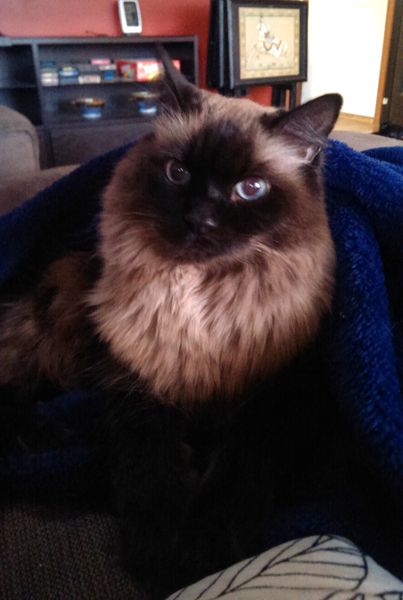image of Matilda the Sealpoint Blue-Eyed Cat sitting wrapped up in her blue blanket