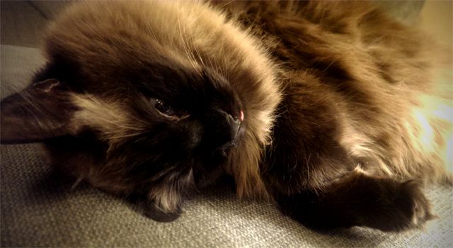 image of Matilda the Sealpoint Blue-Eyed Cat lying on the arm of the couch with her head upside down and the tip of her wee pink tongue sticking out