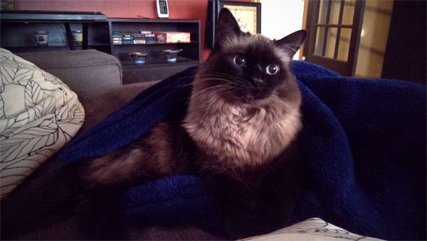 image of Matilda the Fuzzy Blue-Eyed Cat, sitting on the chaise, wrapped up in her blue blanket