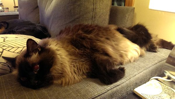image of Matilda the Sealpoint Cat lying on the arm of the loveseat, looking extremely fuzzy