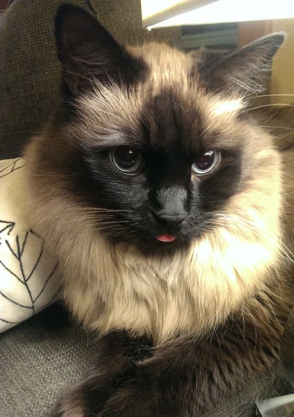 image of Matilda the Fuzzy Sealpoint Cat with the tip of her tongue sticking out