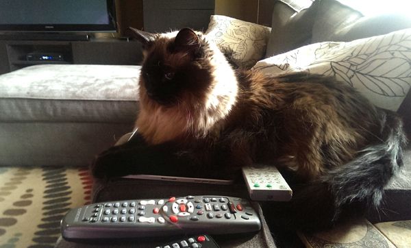 image of Matilda the Fuzzy Sealpoint Cat sitting on my iPad and a remote control