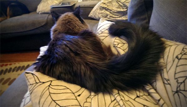 image of Matilda the Fuzzy Sealpoint Cat sitting on a pillow with her back to me, her fuzzy tail curled in a big comma