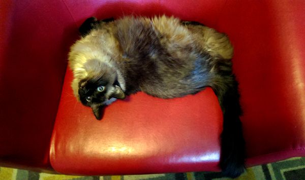 image of Matilda the Fuzzy Blue-Eyed Sealpoint Cat hanging out in a weird position in a red tub chair
