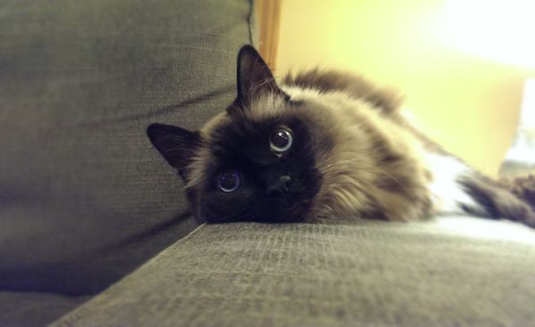 image of Matilda, the Fuzzy Sealpoint Blue-Eyed Cat, lying on the arm of the loveseat, looking adorbz