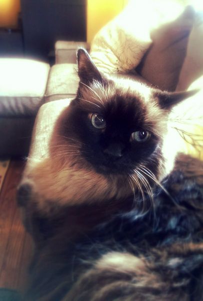 image of Matilda the Long-Haired Seal-Point Cat, sitting on the arm of the couch, looking pretty