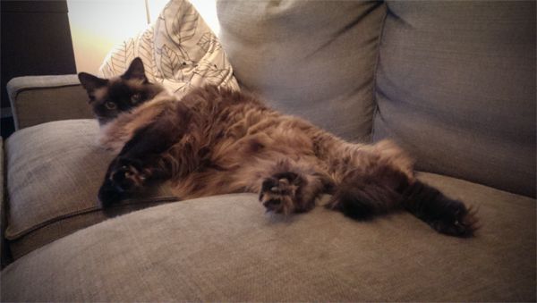 image of Matilda the Fuzzy Sealpoint Cat lying on the loveseat looking super fuzzy