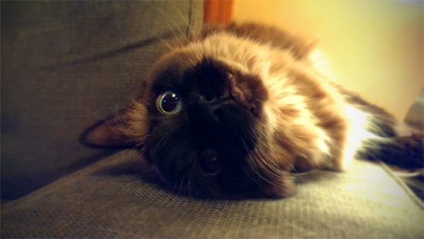 image of Matilda the Blue-Eyed Fuzzy Sealpoint Cat, lying on the arm of the loveseat with her head upside-down
