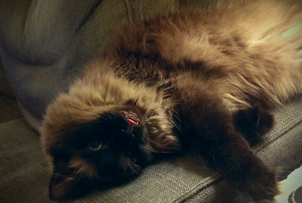 image of Matilda the Fuzzy Sealpoint Cat lying on the arm of the loveseat with her head upside-down and the tip of her tongue and fangs sticking out