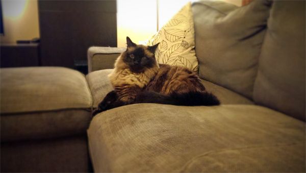 image of Matilda the Sealpoint Fuzzy Cat sitting on the loveseat, looking fluffy and cute