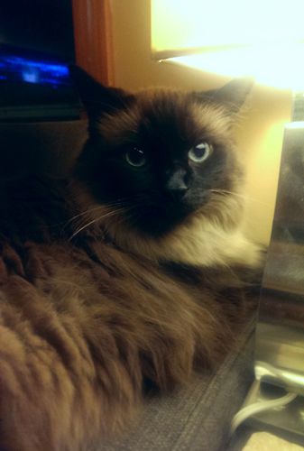 image of Matilda the Fuzzy Sealpoint Blue-Eyed Cat, sitting on the arm of the loveseat next to a lamp in the evening