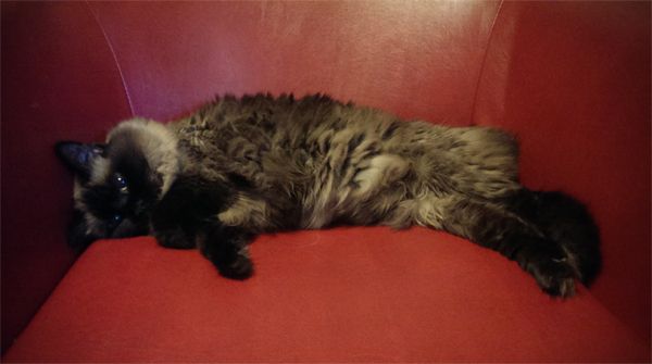 image of Matilda the Fuzzy Sealpoint Cat lying in a red faux leather chair