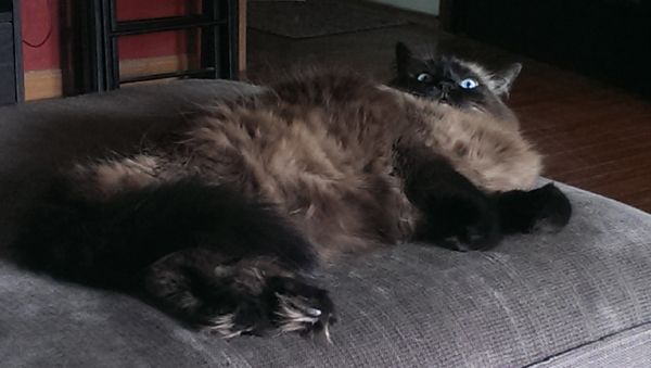image of Matilda the Long-Haired Sealpoint Blue-Eyed Cat lying on the chaise with her head barely lifted and her eyes wide