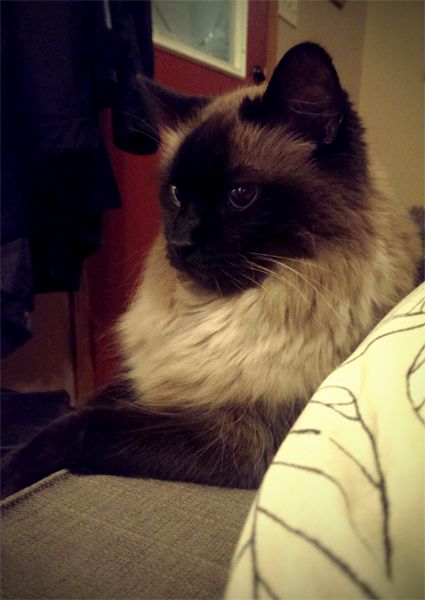 image of Matilda the Fuzzy Sealpoint cat, sitting on the arm of the sofa