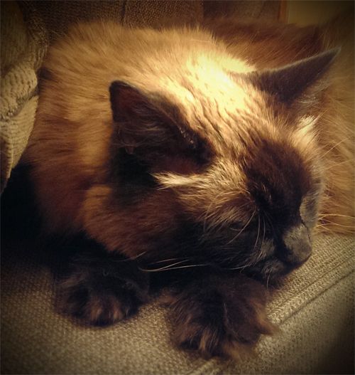 image of Matilda the Fuzzy Sealpoint Cat, curled up on the arm of the loveseat, beneath a lamp