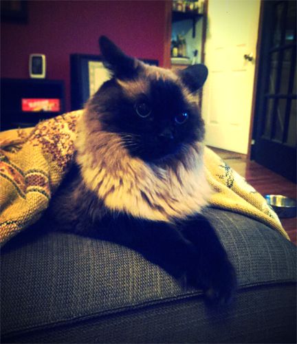 image of Matilda the Fuzzy Sealpoint Blue-Eyed Cat, lying on the ottoman under a blanket