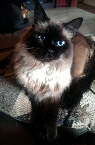 image of Matilda sitting on her pillow, looking at me with big blue eyes