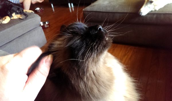 image of Matilda sitting my lap; I'm petting her ear, and she's got her face turned upwards and her eyes closed with a contented expression; her looooong whiskers are everywhere