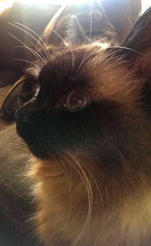 image of Matilda the Fuzzy Sealpoint Cat, in close-up profile