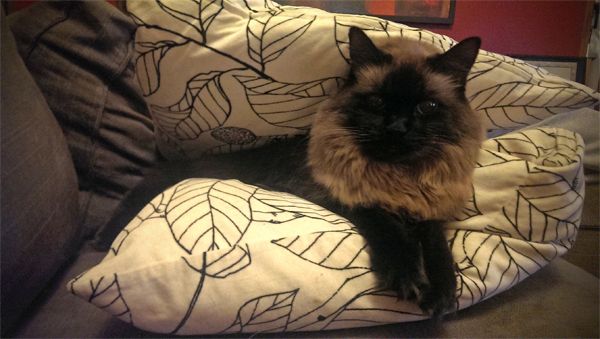 image of Matilda the Fluffy Sealpoint Cat sitting in between two pillows, giving me a silly look